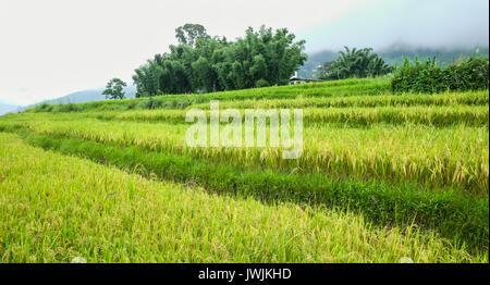 Rohreis Feld am Sopsokha Dorf, Bhutan. Die Landwirtschaft hat eine dominierende Rolle in Bhutan Wirtschaft. Stockfoto