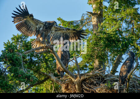 Weißkopfseeadler eaglets Verzweigungen in Vorbereitung für die Jungen aus dem Nest - Robert's Bay, Sidney, British Columbia, Kanada. Stockfoto