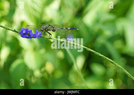 Dragonfly (Anisoptera) mit lila Blüten Stockfoto