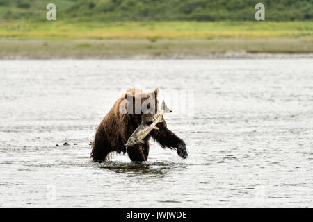 Ein Braunbär Wildschwein Fänge einen großen Kumpel Lachs im unteren Fluss am McNeil River State Game Sanctuary erfasst auf der Kenai Halbinsel, Alaska. Der abgelegene Standort ist nur mit einer Sondergenehmigung erreichbar und ist der weltweit größte saisonale Population von Braunbären in ihrer natürlichen Umgebung. Stockfoto