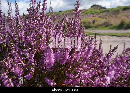 Wandern entlang der oberen Kante Froggatt, Peak District National Park, England Stockfoto