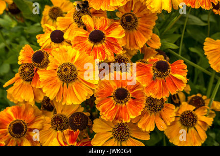 Leuchtend orangefarbene Blüten von Helenium Niesen, Sahin's frühblühender, mit Hummel, Schottland, Großbritannien Stockfoto