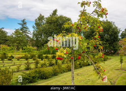 Blühender Rowan-Baum, Gebirgsasche und junge Eibenhecken im Amisfield Walled Garden aus dem 18. Jahrhundert, Haddington, East Lothian, Schottland, Großbritannien Stockfoto