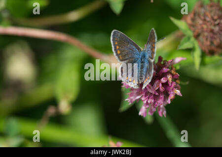 Weibliche gemeinsame blauer Schmetterling Sammeln von Nektar, Pollen von einem lila Distel Blütenkopf Stockfoto