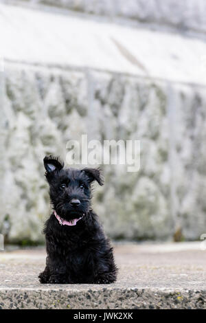 9 Woche alt Scottish Terrier Welpe, sitzend auf einem konkreten Schritt Stockfoto