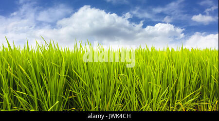 Grüne Reisfelder Feld Plantage in Asien gegen einen schönen blauen Himmel mit weißen Wolken. Reis wird auf wässrigen Terrain gepflanzt und manuell geerntet. Co Stockfoto