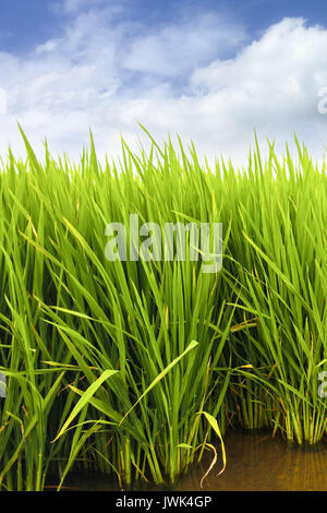 Grüne Reisfelder Feld Plantage in Asien gegen einen schönen blauen Himmel mit weißen Wolken. Reis wird auf wässrigen Terrain gepflanzt und manuell geerntet. Co Stockfoto