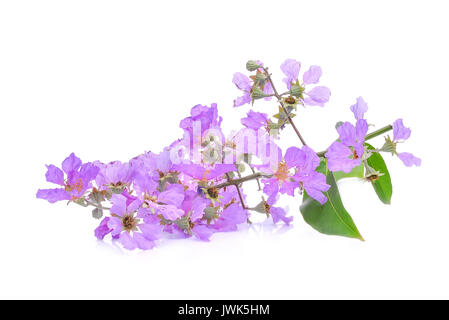 Lila Blume (Lagerstroemia floribunda) auf weißem Hintergrund Stockfoto