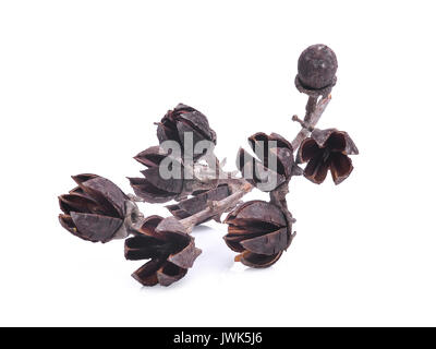 Lagerstroemia floribunda Pods auf weißem Hintergrund Stockfoto