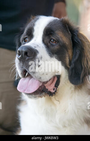 Eine große reinrassigen St Bernard dog ist entspannt aber Alarm als Er beobachtet seine Umgebung. Stockfoto