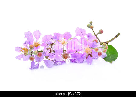 Lila Blume (Lagerstroemia floribunda) auf weißem Hintergrund Stockfoto