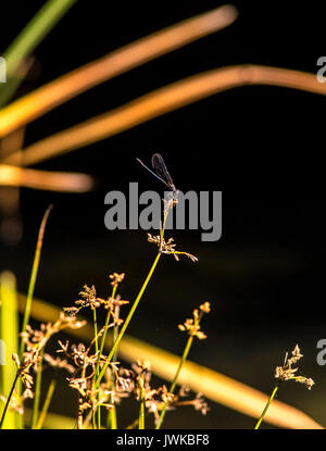 Kupfer Demoiselle Stockfoto