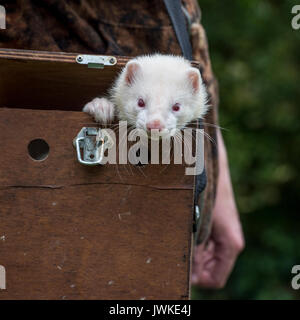 Die Arbeit in der Box Frettchen Stockfoto