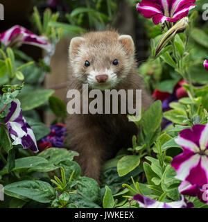 Frettchen Stockfoto