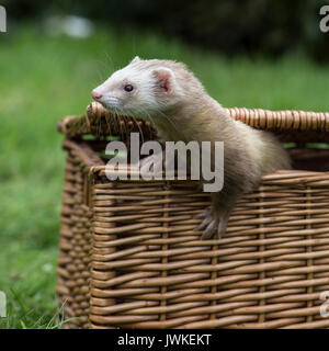 Frettchen austretende Warenkorb Stockfoto