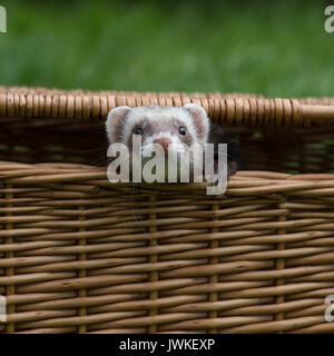 Frettchen in Korb Stockfoto