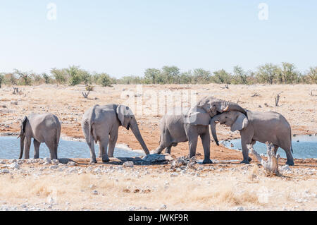 Die soziale Interaktion zwischen zwei afrikanischen Elefanten, Loxodonta africana, an einem Wasserloch im Norden Namibias Stockfoto