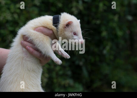 Arbeiten in Halsband Frettchen Stockfoto