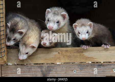 Wurf von baby Frettchen Stockfoto