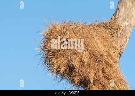 Ein geselliger Weaver, Philetairus socius, in der Eingang zu einer Kammer in einem Nest im Norden Namibias Stockfoto