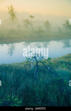 Eine verträumte Landschaft Sumpf vor dem Sonnenaufgang. Bunte, Misty. Marsh Landschaft mit See. Schönen künstlerischen Stil Foto. Stockfoto