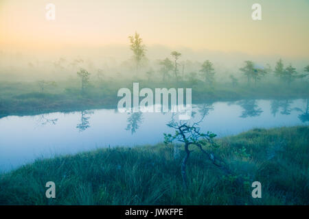 Eine verträumte Landschaft Sumpf vor dem Sonnenaufgang. Bunte, Misty. Marsh Landschaft mit See. Schönen künstlerischen Stil Foto. Stockfoto