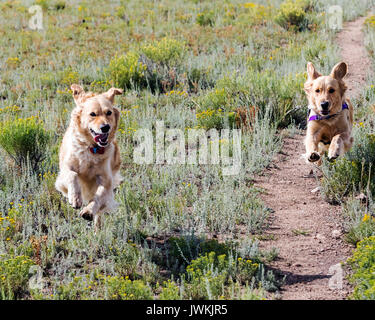 Golden Retriever Hunde laufen in einem Feld Stockfoto