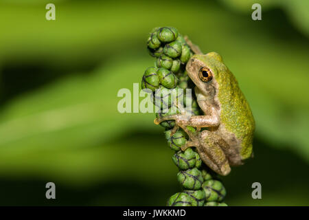 Eine Nahaufnahme von einem grauen Laubfrosch Metamorph Stockfoto