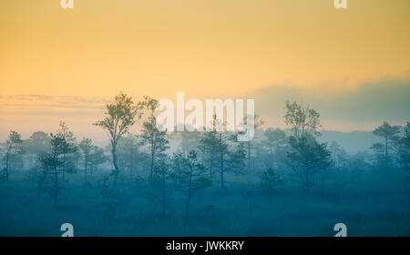 Eine verträumte Landschaft Sumpf vor dem Sonnenaufgang. Bunte, Misty. Marsh Landschaft in der Morgendämmerung. Schönen, künstlerischen Stil Foto. Stockfoto