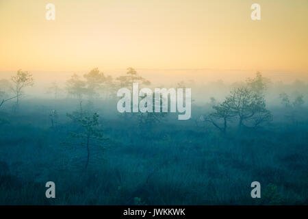 Eine verträumte Landschaft Sumpf vor dem Sonnenaufgang. Bunte, Misty. Marsh Landschaft in der Morgendämmerung. Schönen, künstlerischen Stil Foto. Stockfoto