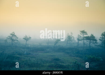 Eine verträumte Landschaft Sumpf vor dem Sonnenaufgang. Bunte, Misty. Marsh Landschaft in der Morgendämmerung. Schönen, künstlerischen Stil Foto. Stockfoto