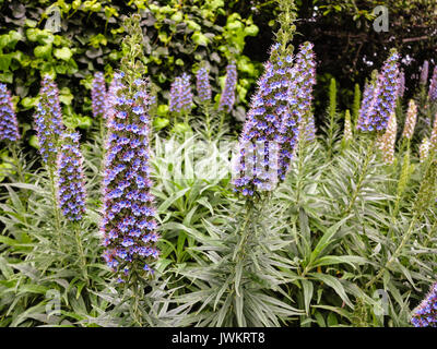 Ein Bündel von lila Blumen in einem Garten Stockfoto