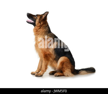 Junge flauschige Deutscher Schäferhund in der Ausstellung stehen gegen den weißen Hintergrund. Reinrassigen Hund in das Rack. Stockfoto
