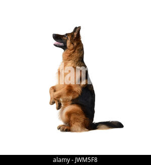 Porträt eines Jungen Deutschen Schäferhund stehend auf seinen Hinterbeinen gegen den weißen Hintergrund. Zwei Jahre alten Pet. Stockfoto