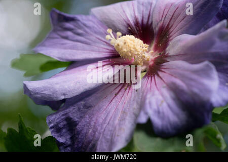 Hibiskus (Rose Mallow) im Blickpunkt Stockfoto