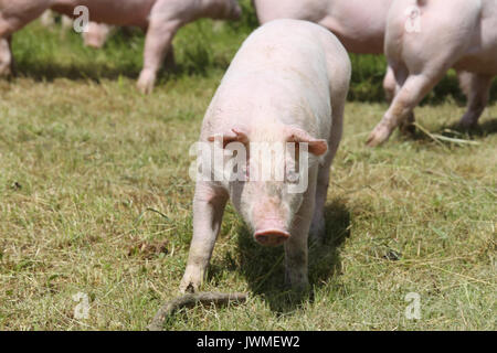 Kleine rosa wachsende Ferkel Beweidung auf die ländlichen Schweinefarm Stockfoto