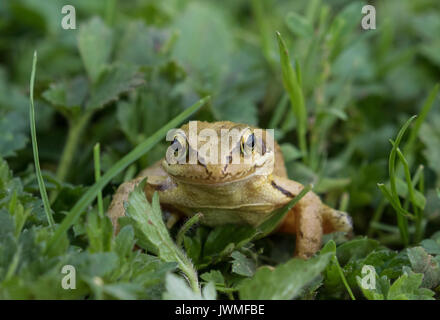 Frog fotografiert auf niedrigem Niveau schließen in Gras und Unkraut Stockfoto