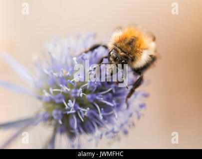 Bee Pollen sammeln von einem eryngium Blume Stockfoto