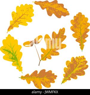 Eiche Gelb Herbst Blätter und Eicheln Set Vector Illustration Stock Vektor