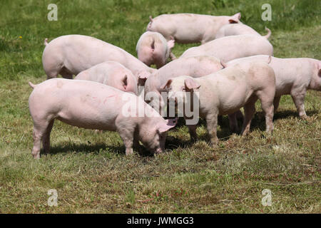 Kleine rosa wachsende Ferkel Beweidung auf die ländlichen Schweinefarm Stockfoto