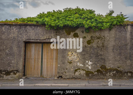 Malerische alte Betonwand mit Reben und Türen in Irland Stockfoto