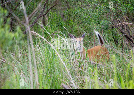 Neugierig white tailed deer. Stockfoto