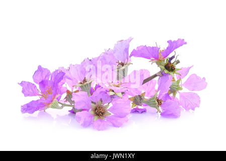Lila Blume (Lagerstroemia floribunda) auf weißem Hintergrund Stockfoto
