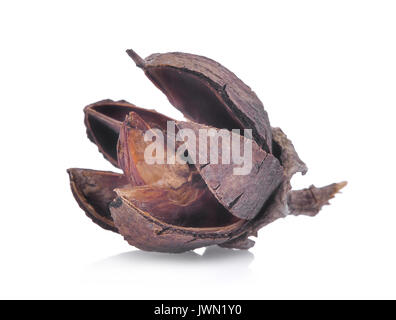 Lagerstroemia floribunda Pods auf weißem Hintergrund Stockfoto