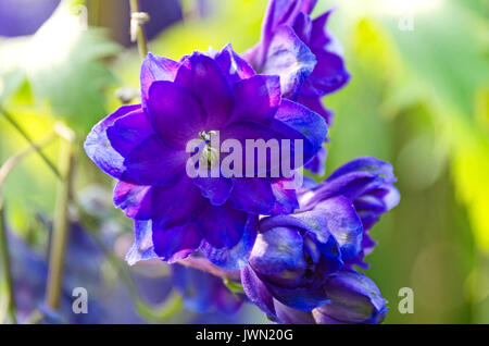 Tief Blau und Lila rittersporn Blumen, Maine Stockfoto