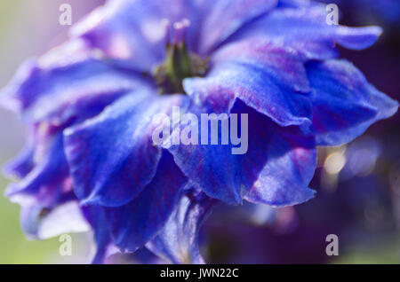 Tief Blau und Lila rittersporn Blumen, Maine Stockfoto