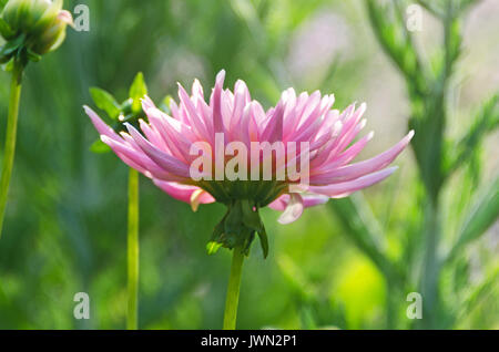 Hintergrundbeleuchtung rosa Dahlie in der frühen Morgensonne Stockfoto