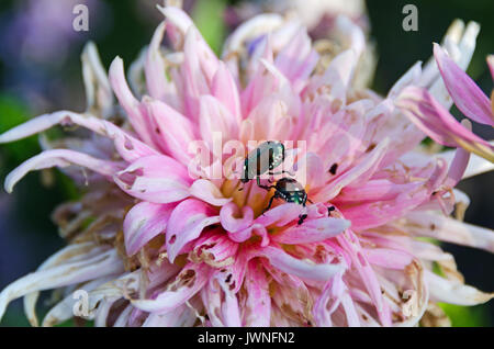 Japanische Käfer (Popillia japonica) auf einem rosa Dahlie. Stockfoto