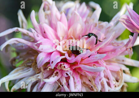 Japanische Käfer (Popillia japonica) auf einem rosa Dahlie. Stockfoto