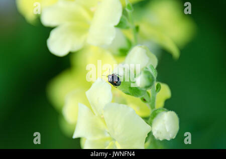 Twice-Stabbed stinken Bug (Cosmopepla lintneriana) auf einem gelben snapdragon Blume. Stockfoto